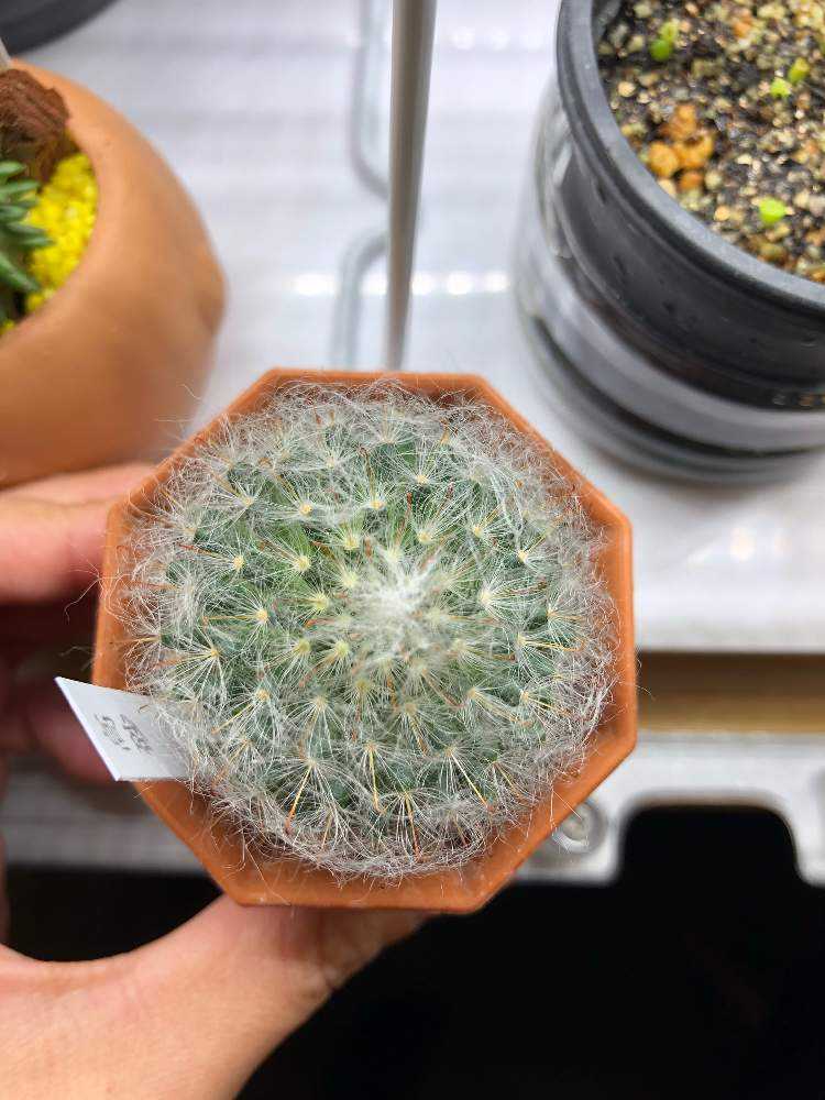 うちの子と冬の場所（チランジア以外）｜🍀GreenSnap（グリーンスナップ）