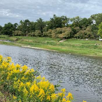 鴨川の投稿画像一覧 Greensnap グリーンスナップ