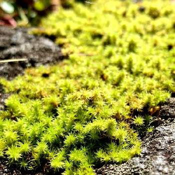 石の上の投稿画像一覧 Greensnap グリーンスナップ