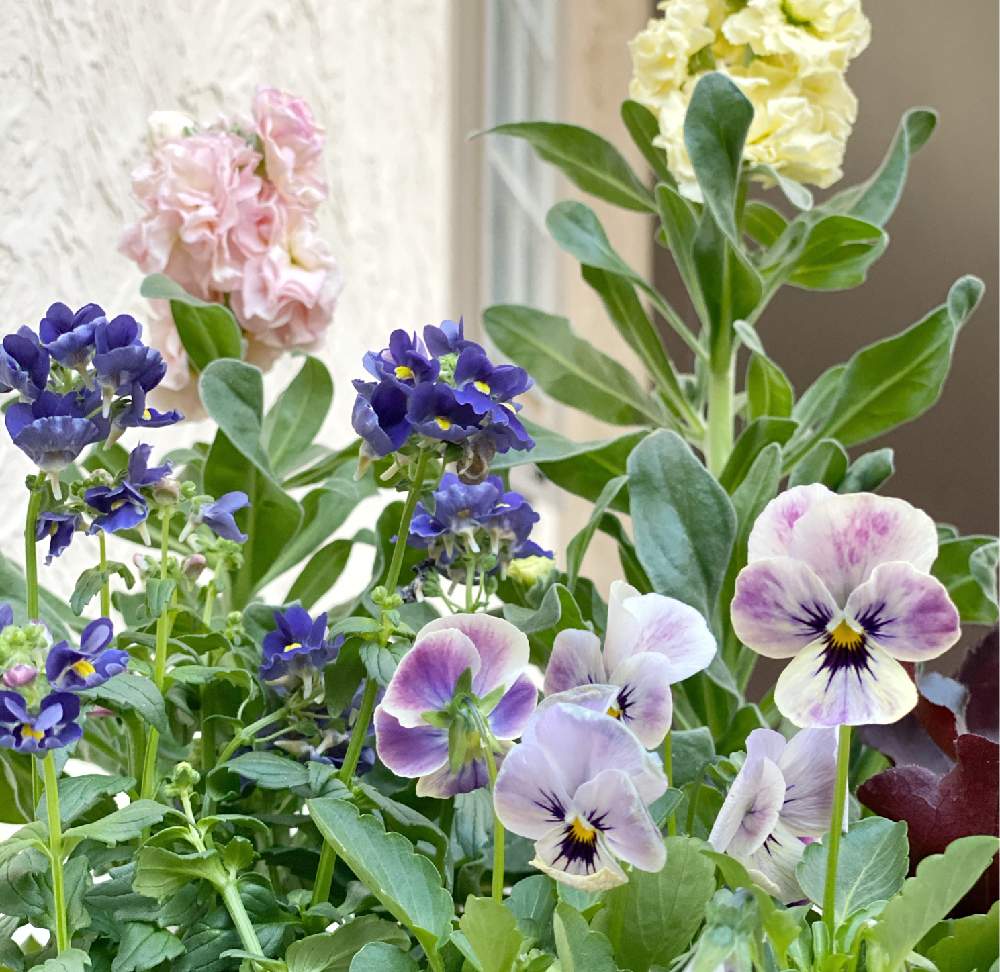 ストックの投稿画像 By Happier さん ビオラとネメシア メーテル ミッドナイトブルーとネメシアと植物のある暮らしとビオラ パンジーとピンクの花と寄せ植えと癒しと花壇と青い花とおうち園芸と黄色の花と鉢植えと可愛いと花のある暮らしとブルーの花と紫