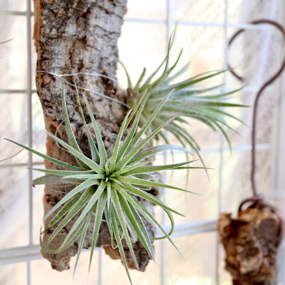 チランジアの投稿画像 By Keikoさん コットンキャンディーとエアプランツ チランジア とみどりのある暮らしと観葉植物とおうち園芸と多年草とコルク着生とエアプランツとエアープランツ チランジア 月10月27日 Greensnap グリーンスナップ