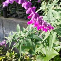 アメジストセージの画像