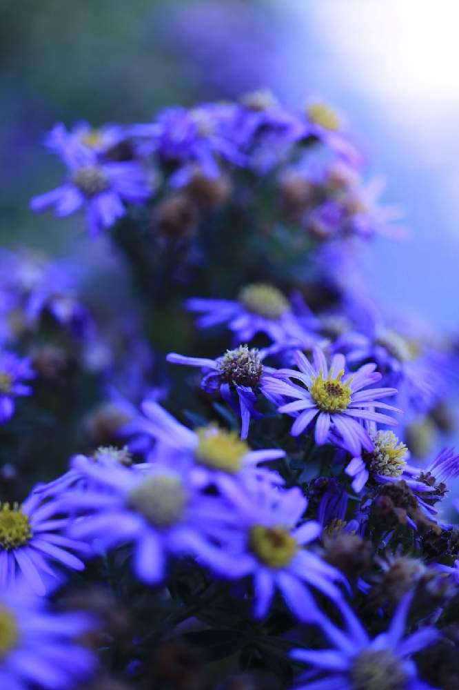 クジャクアスターの投稿画像 By ロベカル３さん 医療 介護の皆様に感謝と花のある風景と青い花とお花畑 と印象的とうっとりと紫の花と北川村モネの庭マルモッタン 月10月28日 Greensnap グリーンスナップ