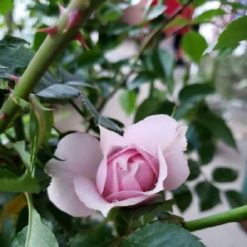 クードゥクールの画像 by みいちさん | バルコニー/ベランダとクードゥクールとバラ・ミニバラとバラを楽しむとばら バラ 薔薇とおうち園芸
