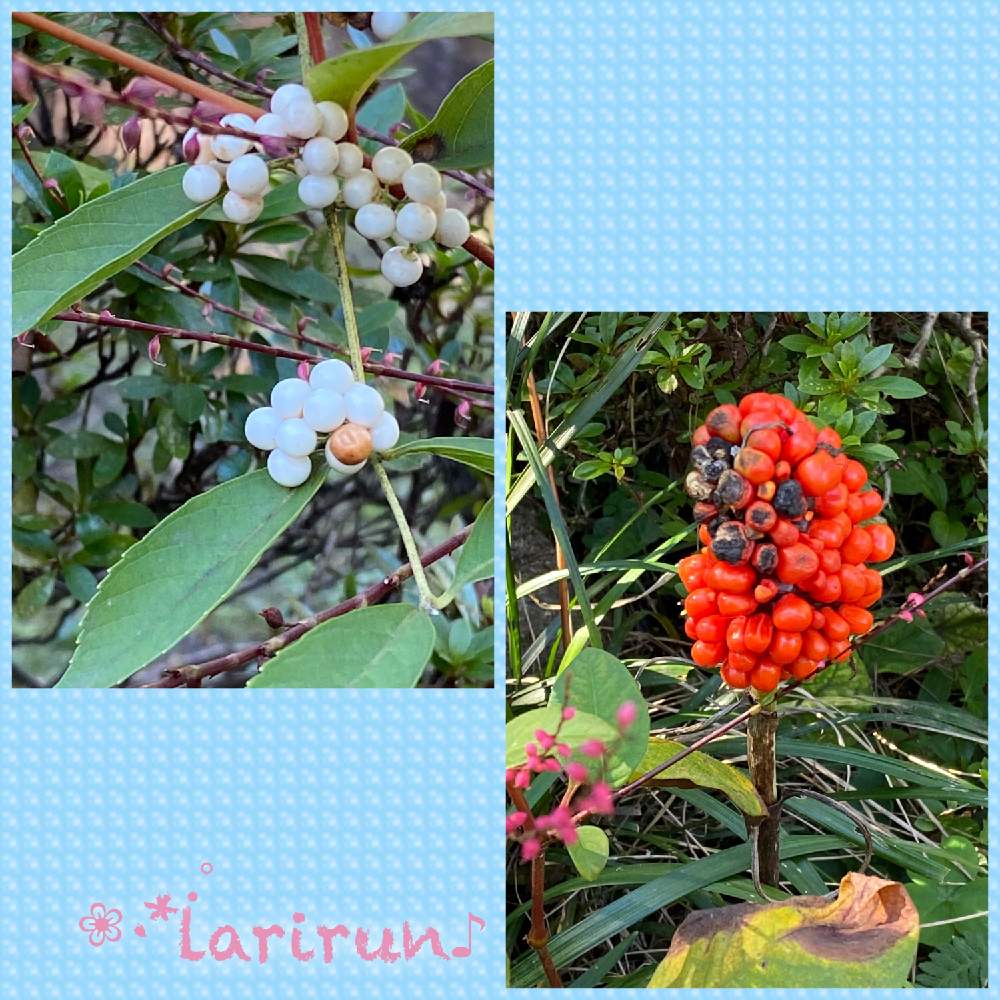 マムシグサの投稿画像 By らりるん さん シロミノコムラサキと檜原村と多摩川とらりるん のみどりのまとめとつぶつぶの日と奥多摩とお出かけ先とテンナンショウ属と檜原村と多摩川とらりるん のみどりのまとめとつぶつぶの日と奥多摩とテンナンショウ属 月10月