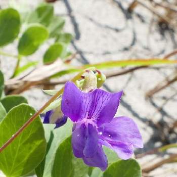 海浜植物の投稿画像一覧 Greensnap グリーンスナップ