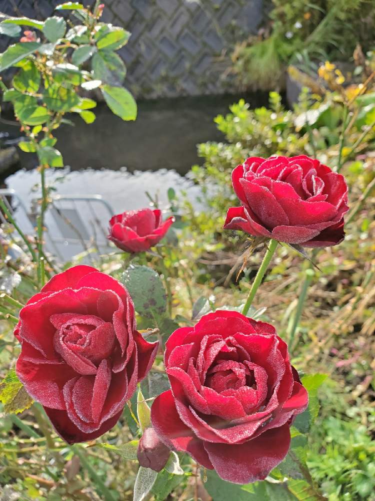 バラの投稿画像 By ハムさん ラバグルートとgsでバラ園 月10月28日 Greensnap グリーンスナップ