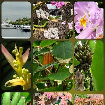 カカオの実の画像 by ｕｔａｔａｎｅさん | お出かけ先とカカオの実と神奈川と夢の島熱帯植物館