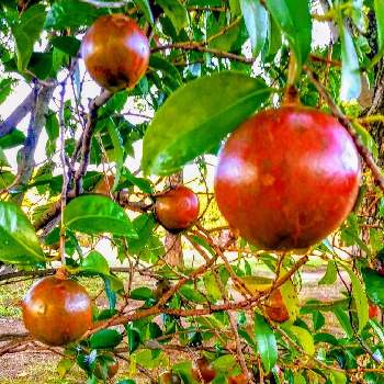 ツバキの実の画像 by みいちゃんさん | 木の実と椿の木とツバキの実と朝のウォーキング