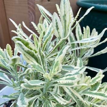 ラベンダー メルローの投稿画像一覧 Greensnap グリーンスナップ