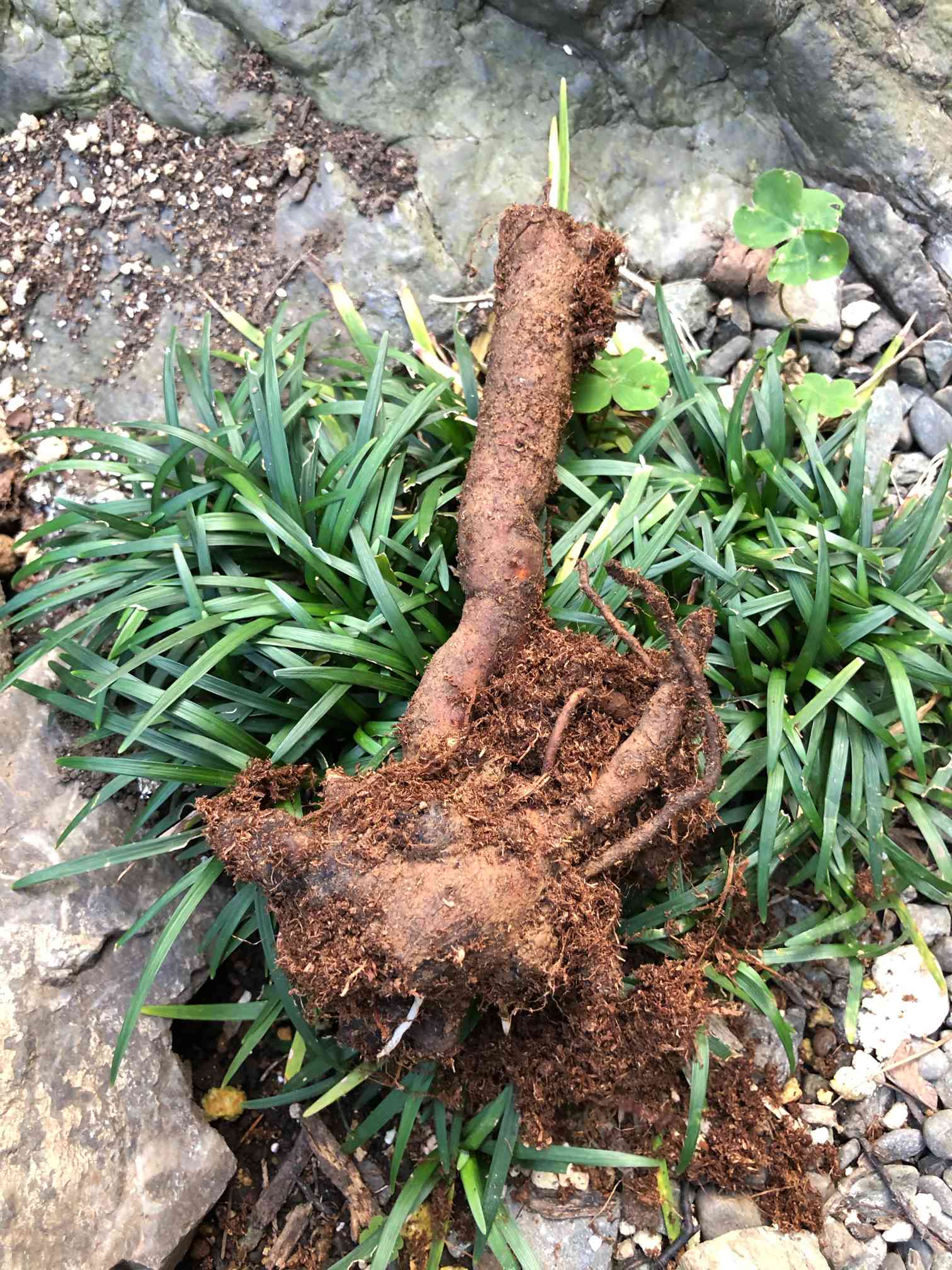 ✿のり様専用✿苗☆挿し木 【公式通販】