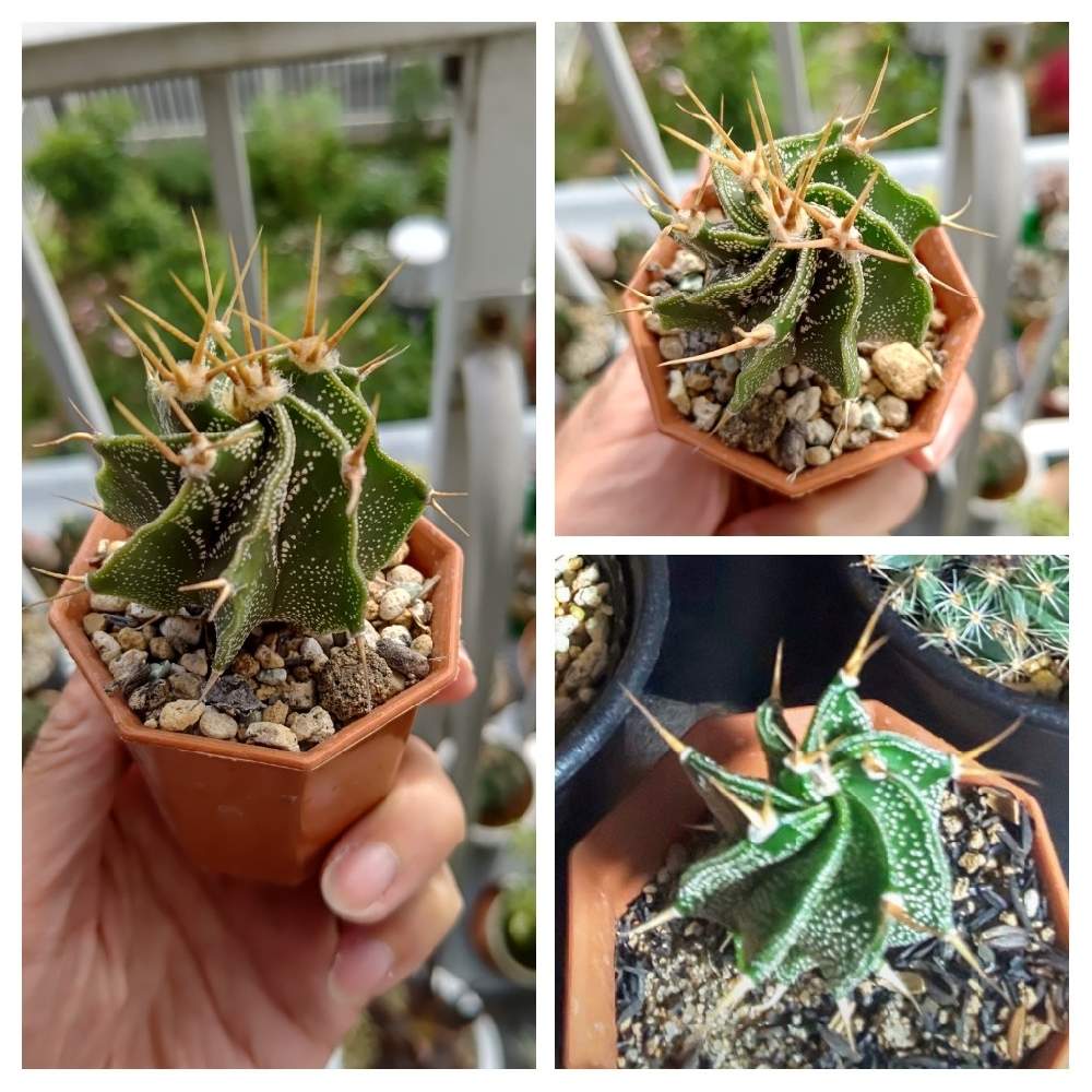 般若の投稿画像 By Cycletotoさん アストロフィツム 般若とサボテン般若と成長 とサボテン科とどんどん成長中とアストロフィツム般若と成長期と 般若 と成長を見守りますとアストロフィツムとスクスク成長中とサボテン大好きと成長中と多肉成長記録とアストロフィツム属