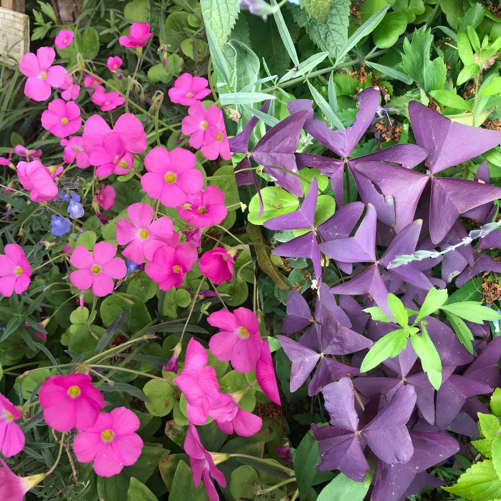 アプローチの投稿画像 By グッチさん オキザリス属とオキザリス 紫とオキザリスの花とおうち園芸とオキザリス属とオキザリス 紫とオキザリスの花とおうち園芸 月10月28日 Greensnap グリーンスナップ Greensnap グリーンスナップ