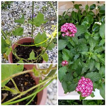 ペンタス ギャラクシー レッドスターの投稿画像一覧 Greensnap グリーンスナップ