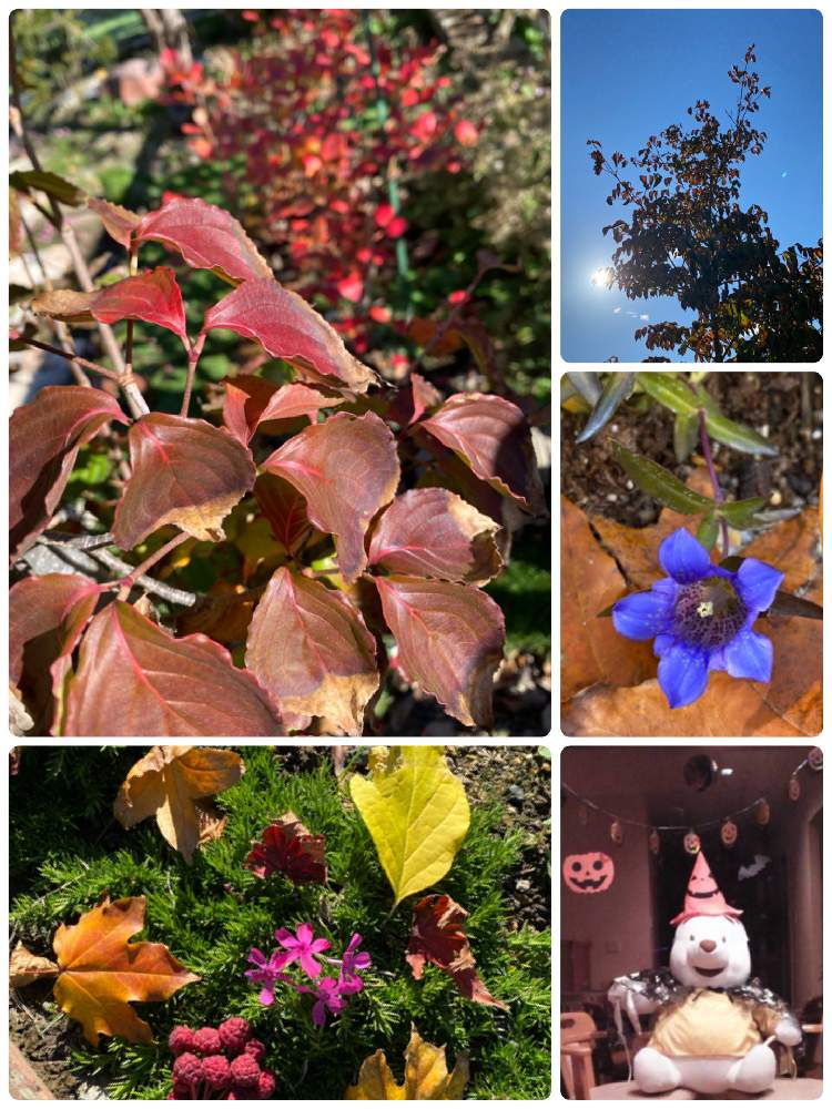 リンドウ の投稿画像 By 空色さん ヤマボウシの 実と植物初心者とイチョウの葉とハロウィンと紅葉の葉とヤマボウシ の紅葉と芝桜の花とブルーベリーの紅葉と落ち葉と北海道とカエデの葉 月10月28日 Greensnap グリーンスナップ