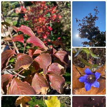 ヤマボウシの紅葉の投稿画像一覧 Greensnap グリーンスナップ