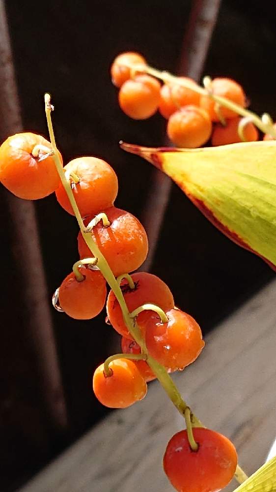 バルコニー ベランダの投稿画像 By ウランちゃん さん 月10月28日 Greensnap グリーンスナップ