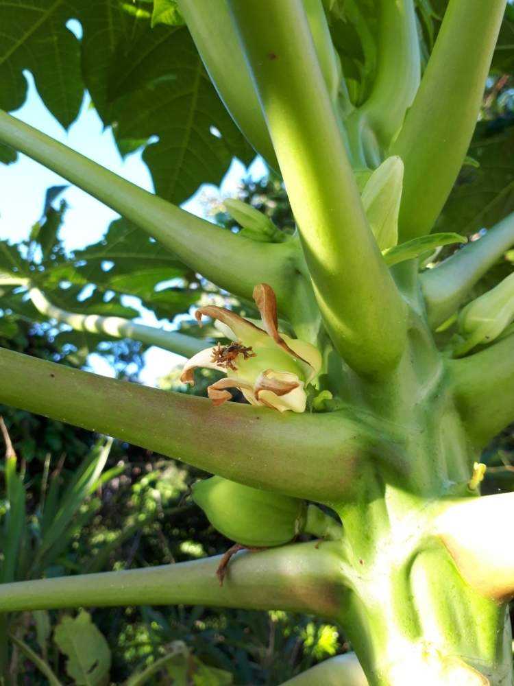 パパイヤ Greensnap グリーンスナップ