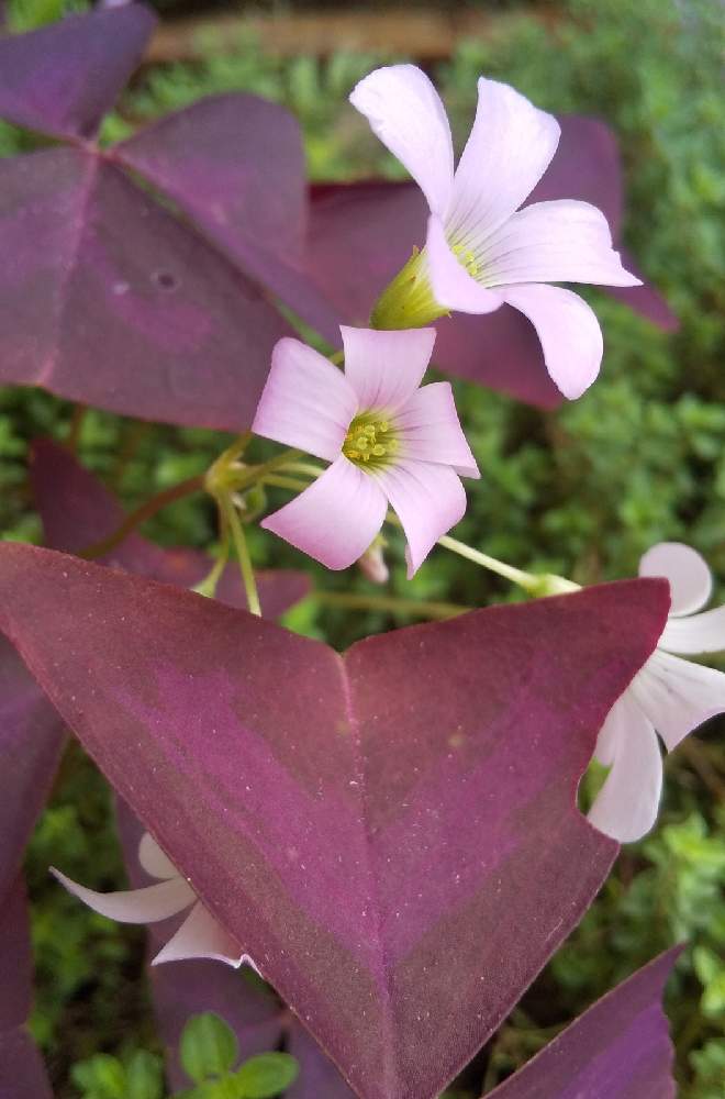 オキザリス トリアングラリスの投稿画像 By ノグさん オキザリスと紫の葉と優しい気持ちになる花言葉とてまいらずの花とおうち園芸と薄紫の花と今日のお花と面白い葉の形 月10月28日 Greensnap グリーンスナップ