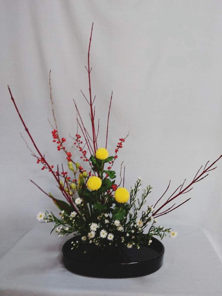 ひおうぎの投稿画像 By シャルルさん 赤い実のなる木と花のある暮らしとポンポン菊 とくじゃく草とサンゴミズキ と生け花 月10月28日 Greensnap グリーンスナップ
