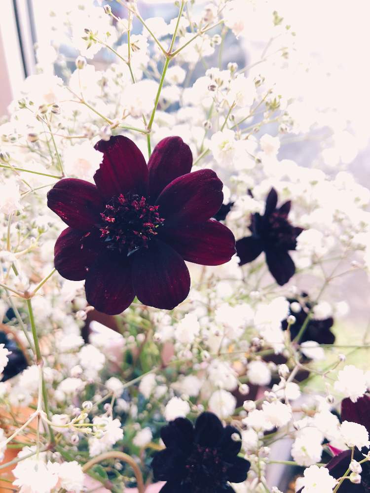 かすみ草の投稿画像 By Pugさん チョコレートコスモスと 楽しみ と お出かけ と 癒されるー とおうち園芸と もこもこ と わくわく と 幸せ と Pw と窓辺と 可愛い と ちーん と マジか と 遊び と お花屋さん と 楽しみ と お出かけ と 癒