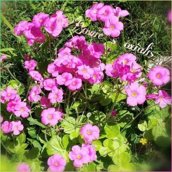 ハナカタバミの画像 by すみれさん | オキザリスと植物のある暮らしと今日のお花と素敵な色とハナカタバミと花のある暮らしとgreen*loveとオキザリス・ボーウィー❀とおうち園芸