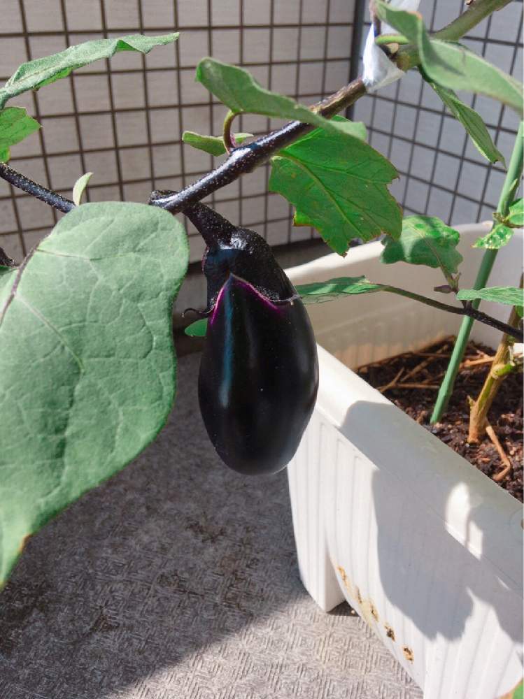 なすの投稿画像 By 〻 麻 美 の 園 芸 〻さん プランターとおうちde菜園と秋野菜とおうち園芸と夏野菜 月10月 28日 Greensnap グリーンスナップ