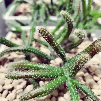 リプサリス ホリダの投稿画像一覧 Greensnap グリーンスナップ