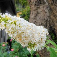 ブッドレアの画像