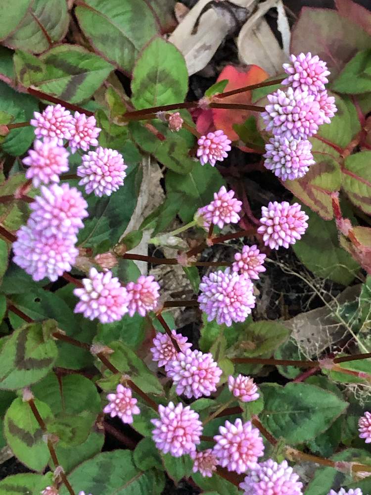 ヒメツルソバの投稿画像 By テンさん 月10月28日 Greensnap グリーンスナップ