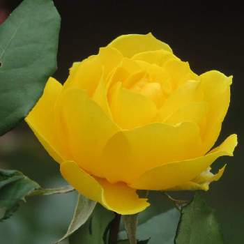 バラ ヘンリーフォンダ♡の画像 by シナモンさん | お出かけ先と代々木公園とばら バラ 薔薇とお花大好き♡と黄色と黄色い花と綺麗と癒されるとバラ ヘンリーフォンダ♡