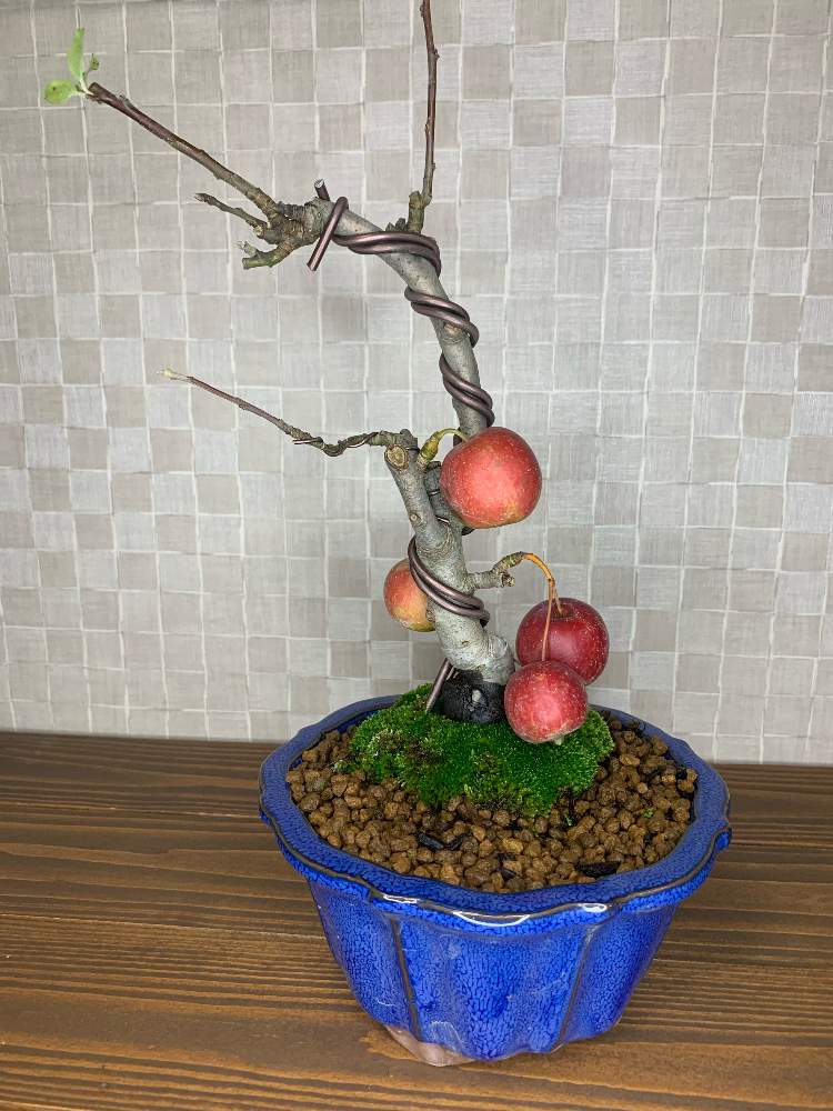 姫リンゴの投稿画像 By 若ちゃんさん リンゴ飴と実物盆栽と収穫と苔 こけ と実物と盆栽 月10月28日 Greensnap グリーンスナップ