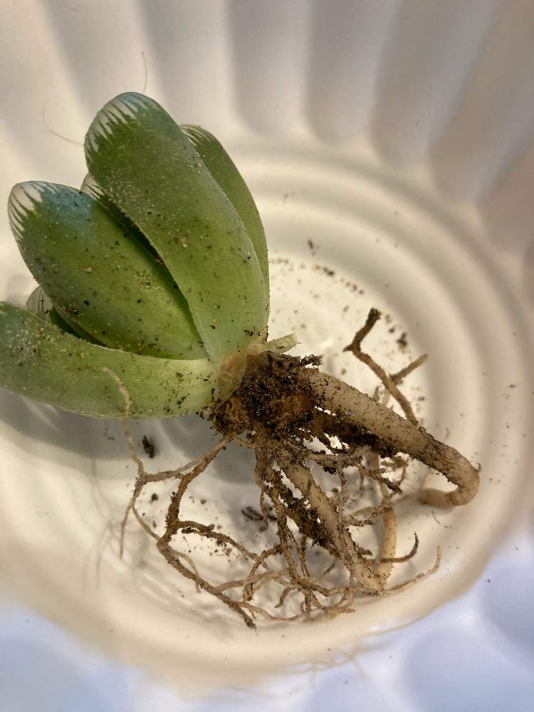 ハオルチアの投稿画像 By 藤岡弘 さん 多肉植物と腐食と植え替えと根腐れと相談 月10月28日 Greensnap グリーンスナップ