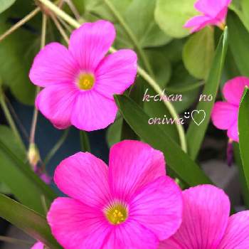私の好きな色の画像 by K-chanさん | 小さな庭とオキザリス ボーウィー (ハナカタバミ)とピンクの花とうれしいな♡と私の好きな色と今日のお花とかわいい❤
