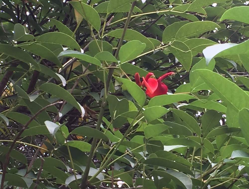 アメリカデイゴ 海紅豆 の投稿画像 By Amamaさん 赤い花と夏のお花と花木 月10月28日 Greensnap グリーンスナップ