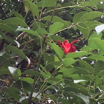 アメリカデイゴ（海紅豆）の画像 by amamaさん | お出かけ先とアメリカデイゴ（海紅豆）と赤い花と夏のお花と花木