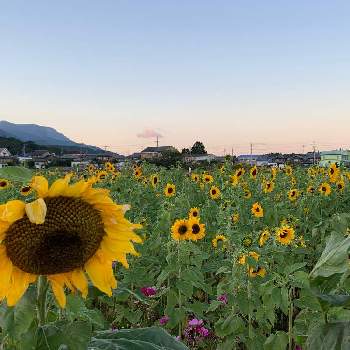 綺麗な夕焼けの画像 by anne♪さん | お出かけ先と向日葵と向日葵畑と元気か出ると黄色い花とビタミンカラーと綺麗な夕焼けと夕暮れ