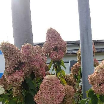 ピラミッドアジサイ サンデーフレーズの投稿画像一覧 Greensnap グリーンスナップ