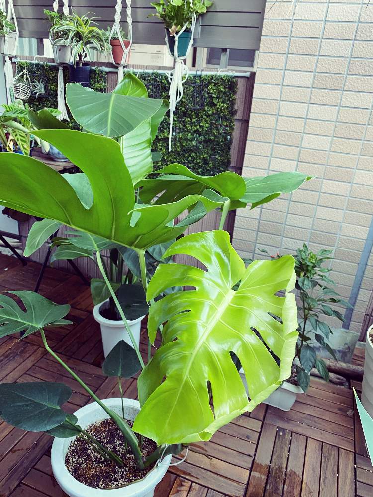 Apictnyohed73 100以上 モンステラ アダン ソニー 増やし方 1965 モンステラ アダン ソニー 増やし方