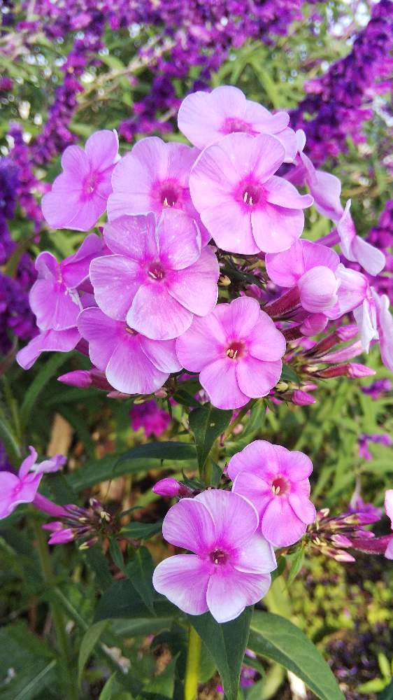 フロックスの投稿画像 By カズさん 花のある暮らしと花畑 月10月29日 Greensnap グリーンスナップ