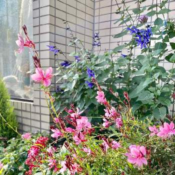 サルビアガラニチカ（メドーセージ）の画像 by CIITA GARDENさん | 小さな庭とペンタスとガウラ リリポップピンクとサルビアとサルビアガラニチカ（メドーセージ）とガウラと街角の花壇とCIITA GARDENと花のある暮らし