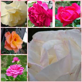 薔薇ストロベリーアイス♪の画像 by ひよたろさん | 薔薇好きと薔薇 プリンセス・ドゥ・モナコ♪と薔薇 アレゴリー♪と薔薇イルミナーレ♪と庭の薔薇と薔薇ストロベリーアイス♪