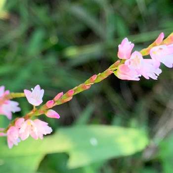 サクラタデ 桜蓼 の投稿画像一覧 Greensnap グリーンスナップ