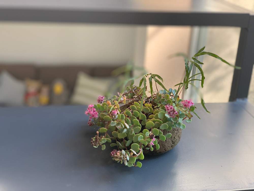 窓辺の投稿画像 By けろけろさん 盆栽と暮らすと多肉植物と石付き盆栽と季節の寄せ植えと今日の一枚と盆栽と盆栽と暮らすと多肉植物と石 付き盆栽と季節の寄せ植えと今日の一枚と盆栽 月10月29日 Greensnap グリーンスナップ Greensnap グリーン