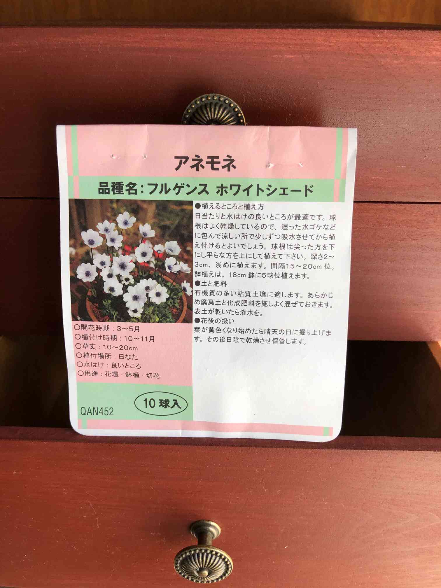 アネモネを球根から育ててみます＊4/6完＊｜🍀GreenSnap（グリーン