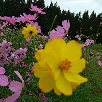 高原にての画像 by コユキさん | お出かけ先と植物と暮らすと黄色い花と自然のなかでと高原にてと花のある暮らし