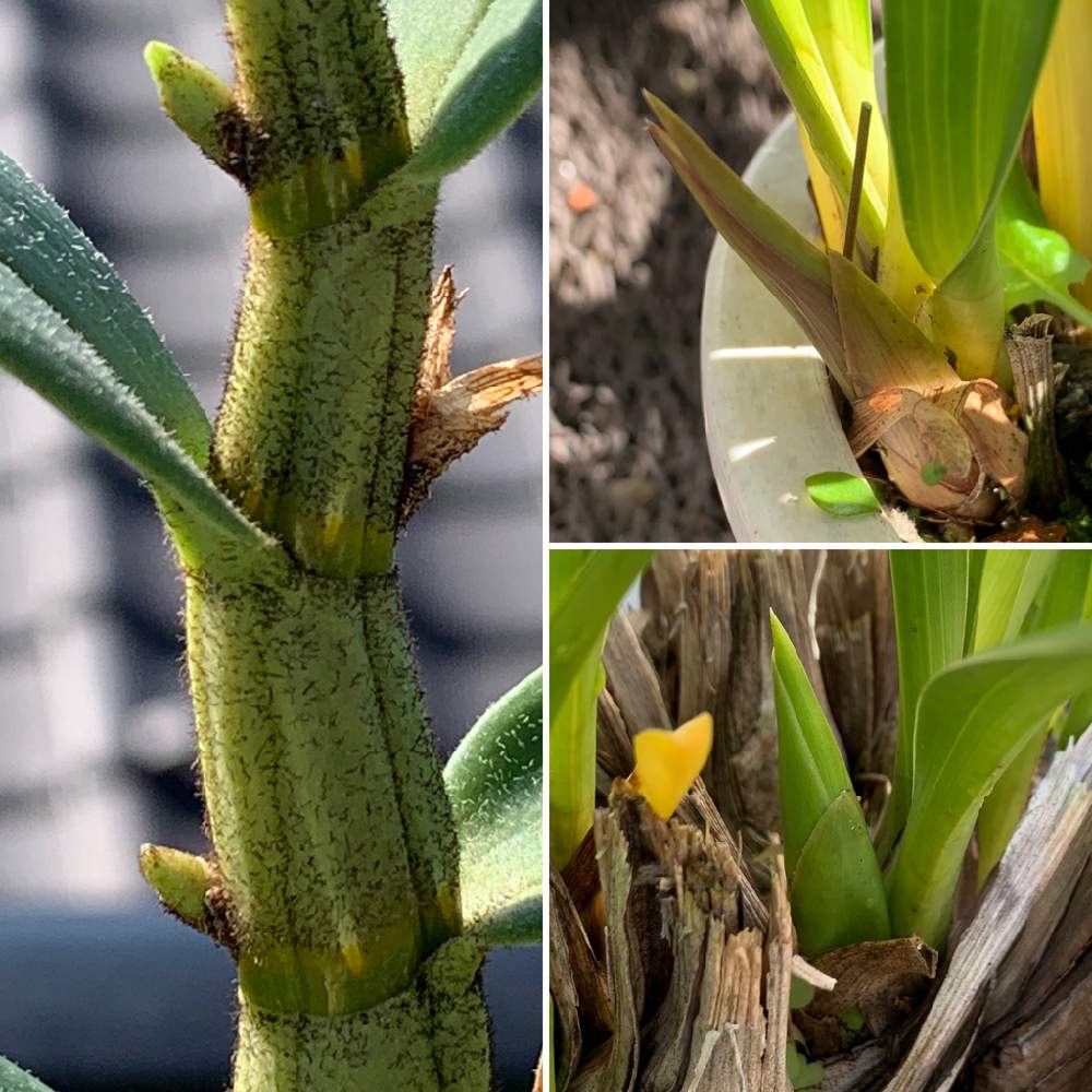 シンビジウムの投稿画像 By にぬさん デンドロビウム ベラマリーとデンドロビューム ベラ マリー Den Bella Mareeとバルコニー ベランダと洋蘭管理とおうち園芸とつぼみと洋ランと花のある暮らしと洋ラン栽培奮闘記と洋蘭管理とおうち園芸とつぼみと洋ランと花のある