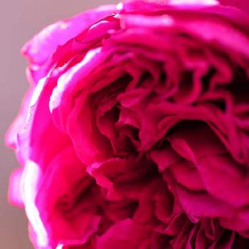 けんパパが育てる薔薇 2020の画像 by けんパパさん | 小さな庭とルージュ・ロワイヤルとバラ、薔薇、ばらと無加工と無修正とCanon EOS Rと薔薇に魅せられてと手作りの庭と【ちから配布】ガーデニング：カメラ＝５０：５０と新型コロナウィルスに負けるなとこんな時こそ花をとおうち園芸とコロナに負けるな！とミラーレス一眼とGSでバラ園とバラを楽しむとCanon EF100mm F2.8Lマクロ IS USMとけんパパが育てる薔薇 2020と赤薔薇と木曜モフモフと1,000万枚突破とパンジー苗ケース希望