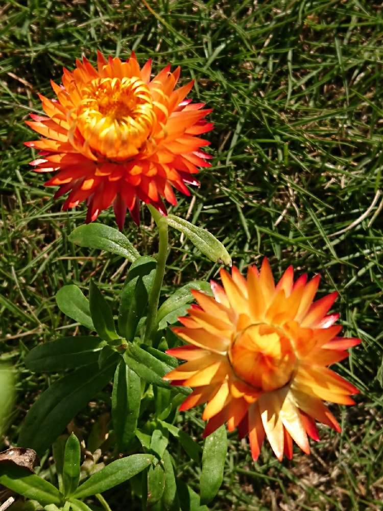 コロロの投稿画像 By フロちゃんさん 鉢植えと花のある暮らしとオレンジ色の花 月10月29日 Greensnap グリーンスナップ