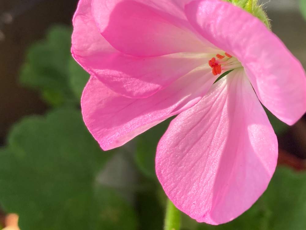 花言葉の投稿画像 By ヒーちゃんさん 誕生花 月10月29日 Greensnap グリーンスナップ